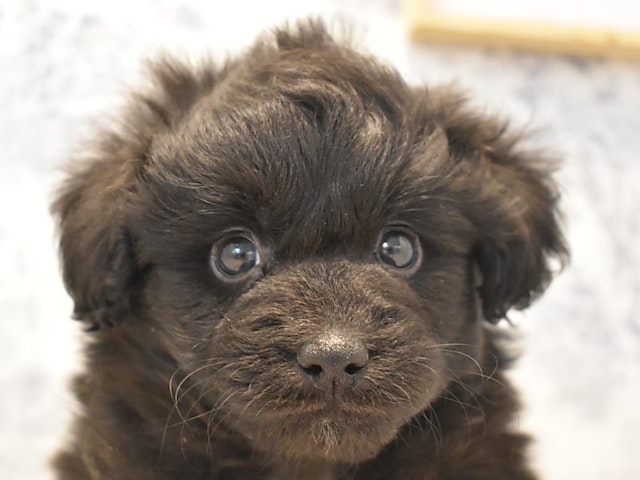 千葉県のハーフ犬 (ペッツワン船橋習志野店/2024年2月9日生まれ/男の子/ブラック)の子犬